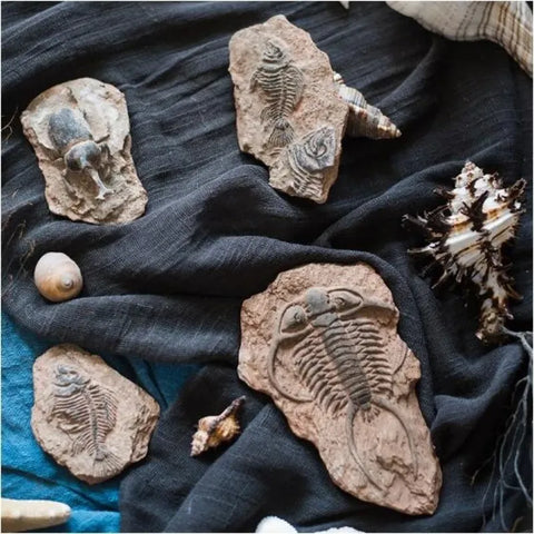 Fóssil de Animais Pré-histórico Réplica